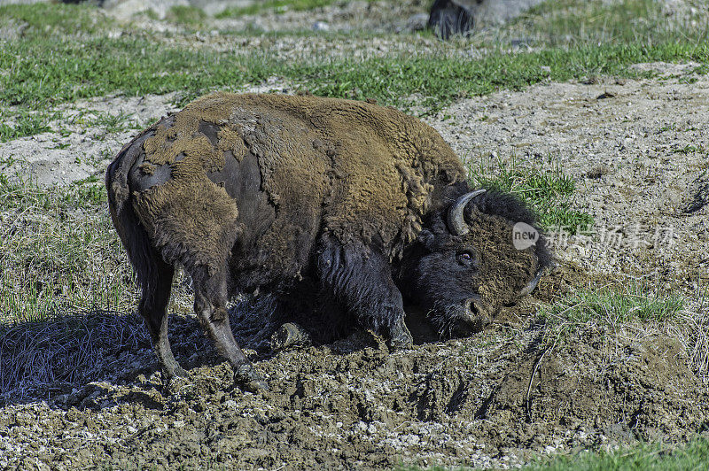 美国野牛(bison bison)，也被称为美国水牛，在怀俄明州的黄石国家公园大量发现。在泥土中滚来滚去，形成一个灰尘浴。